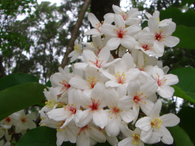 桐花,如何分辨雌雄?